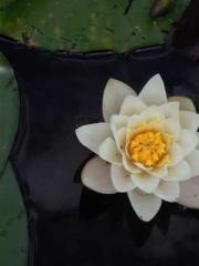 Shen Ning Ran Bo Jin