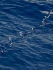 lt;Mr. Bao, Mrs. Bao lt;Mr. Bao, Mrs. Bao