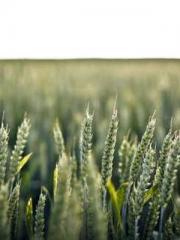 The ambiguous and sw The ambiguous and sw