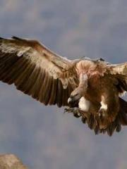 A Wifeapos;s Plea fo