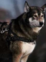 The Ugly Womanapos;s