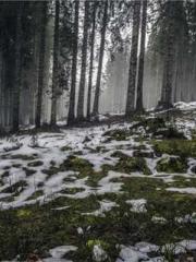 lt;marqueegt;Bone-Er lt;marqueegt;Bone-Er